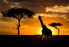 Жираф на заходе солнца в саванне Кения Танзания 5 2009 в марше maasai танцульки Африки ратников села Танзании восточном выполняя стоковая фотография rf Жираф на заходе солнца в саванне Кения Танзания 5 2009 в марше maasai танцульки Африки ратников села Танзании восточном выполняя стоковая фотография rf