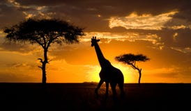 Жираф на заходе солнца в саванне Кения Танзания 5 2009 в марше maasai танцульки Африки ратников села Танзании восточном выполняя стоковая фотография rf Жираф на заходе солнца в саванне Кения Танзания 5 2009 в марше maasai танцульки Африки ратников села Танзании восточном выполняя стоковая фотография rf