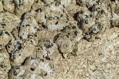 Жолуди на каменной предпосылке, конец-вверх Желтого моря стоковая фотография Жолуди на каменной предпосылке, конец-вверх Желтого моря стоковая фотография