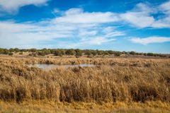 Заболоченные места Аризоны и животный заповедник riparian стоковое изображение rf Заболоченные места Аризоны и животный заповедник riparian стоковое изображение rf