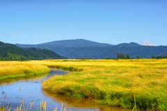 Заболоченные места охраняемой природной территории соотечественника озера Steigerwald стоковое изображение rf Заболоченные места охраняемой природной территории соотечественника озера Steigerwald стоковое изображение rf