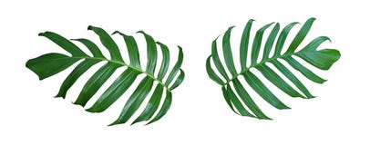 Завод Monstera выходит, тропическая вечнозеленая лоза изолированная дальше стоковые изображения Завод Monstera выходит, тропическая вечнозеленая лоза изолированная дальше стоковые изображения
