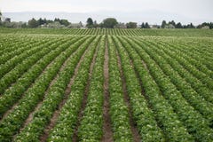 Заводы картошки растут продовольственная сельскохозяйственная культура земледелия фермы Айдахо Стоковые Фотографии RF Заводы картошки растут продовольственная сельскохозяйственная культура земледелия фермы Айдахо Стоковые Фотографии RF