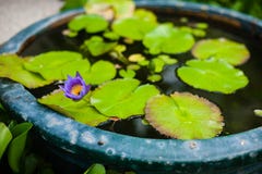 Заводы, цветочные горшки, flowerbed в самом большом буддийском виске Kek стоковая фотография rf Заводы, цветочные горшки, flowerbed в самом большом буддийском виске Kek стоковая фотография rf