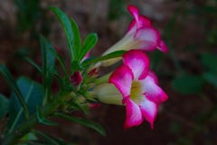Завод adenium стоковые фото Завод adenium стоковые фото