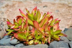 Завод capitella Crassula в саде фермы стоковые фото Завод capitella Crassula в саде фермы стоковые фото