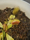Завод Dionea Flytrap Венеры плотоядный поглощает ошибку стоковые изображения Завод Dionea Flytrap Венеры плотоядный поглощает ошибку стоковые изображения