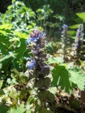 Завод Reptans Ajuga с голубыми цветками стоковая фотография Завод Reptans Ajuga с голубыми цветками стоковая фотография