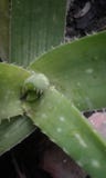 Завод vera алоэ от семьи Asphodelaceae стоковые фото Завод vera алоэ от семьи Asphodelaceae стоковые фото