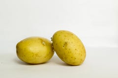 Завод семьи nightshade которая производит клубни картошки на подземных бегунах стоковое изображение rf Завод семьи nightshade которая производит клубни картошки на подземных бегунах стоковое изображение rf