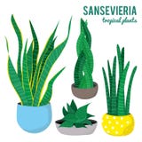 Заводы Sansevieria в формах керамических баков различных на белой предпосылке изолировали векторы Стоковая Фотография RF Заводы Sansevieria в формах керамических баков различных на белой предпосылке изолировали векторы Стоковая Фотография RF