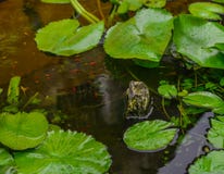 Заводы Waterlily с золотыми рыбами стоковая фотография rf Заводы Waterlily с золотыми рыбами стоковая фотография rf