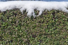 Загородка стены плюща покрытая с снегом на утре зимы сезонном холодном стоковое фото Загородка стены плюща покрытая с снегом на утре зимы сезонном холодном стоковое фото