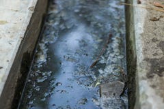 Загрязнятьый сток так много опасен стоковое изображение Загрязнятьый сток так много опасен стоковое изображение