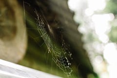 Закройте вверх spiderweb с падениями росы стоковые фото Закройте вверх spiderweb с падениями росы стоковые фото