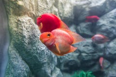 Закройте вверх synspilus citrinellus x Paraneetroplus Amphilophus рыб cichlid попугая крови стоковые изображения Закройте вверх synspilus citrinellus x Paraneetroplus Amphilophus рыб cichlid попугая крови стоковые изображения