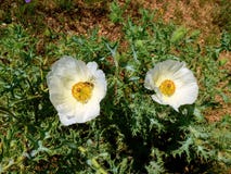 Закройте вверх белого albiflora Argemon wildflower колючего мака, зацветающ в луге Техаса стоковые изображения rf Закройте вверх белого albiflora Argemon wildflower колючего мака, зацветающ в луге Техаса стоковые изображения rf