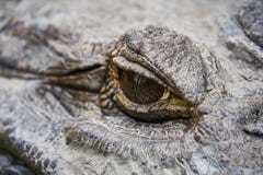 Закройте вверх ГЛАЗА огромного черного аллигатора Caiman Гайана Южная Америка стоковые изображения rf Закройте вверх ГЛАЗА огромного черного аллигатора Caiman Гайана Южная Америка стоковые изображения rf