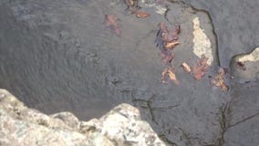 Закройте вверх гребней тяжелого рока, листьев дуба & ясной воды заводи под водопадами вилки месива на заводи лагеря видеоматериал Закройте вверх гребней тяжелого рока, листьев дуба & ясной воды заводи под водопадами вилки месива на заводи лагеря видеоматериал
