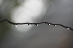 Закройте вверх капельки воды на проводе стоковое фото Закройте вверх капельки воды на проводе стоковое фото