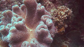 Закройте вверх кожаного коралла на большем барьерном рифе Закройте вверх кожаного коралла на большем барьерном рифе