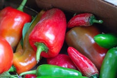 Закройте вверх кучи сладостных и горячих перцев, главным образом красной и gree стоковое изображение Закройте вверх кучи сладостных и горячих перцев, главным образом красной и gree стоковое изображение