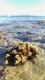 Закройте вверх моря Corel близрасположенного пляж во время малой воды с яхтой и яркой предпосылкой неба стоковая фотография Закройте вверх моря Corel близрасположенного пляж во время малой воды с яхтой и яркой предпосылкой неба стоковая фотография