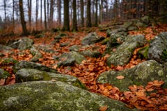 Закройте вверх на лесе осени с утесами полными мха и красочных упаденных листьев на том основании стоковые изображения rf Закройте вверх на лесе осени с утесами полными мха и красочных упаденных листьев на том основании стоковые изображения rf