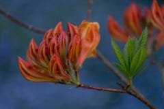 Закройте вверх оранжевой японской азалии в бутоне с bluebells и голубой незабудке в сини на заднем плане стоковое фото Закройте вверх оранжевой японской азалии в бутоне с bluebells и голубой незабудке в сини на заднем плане стоковое фото