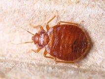 Lectularius Cimex стоковые фотографии rf Lectularius Cimex стоковые фотографии rf