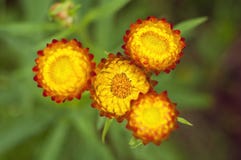 Закройте вверх по strawflower стоковые изображения rf Закройте вверх по strawflower стоковые изображения rf
