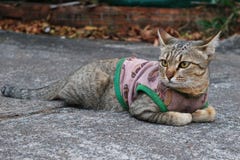 Закройте вверх по изображению милого кота стоковое фото Закройте вверх по изображению милого кота стоковое фото