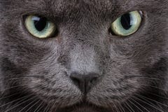 Закройте вверх по портрету великобританского кота стоковое изображение Закройте вверх по портрету великобританского кота стоковое изображение