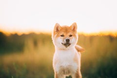 Закройте вверх по собаке щенка Shiba Inu портрета красивой молодой красной во время стоковые фотографии rf Закройте вверх по собаке щенка Shiba Inu портрета красивой молодой красной во время стоковые фотографии rf