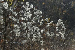 Закройте вверх семени vitalba Clematis, утехи путешественников, бороды одичалого ` s Clematis или старика растя в балканской горе Стоковая Фотография Закройте вверх семени vitalba Clematis, утехи путешественников, бороды одичалого ` s Clematis или старика растя в балканской горе Стоковая Фотография