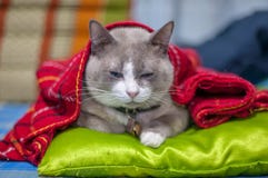 Закрытый вверх по тучному серому коту сидит на тюфяке стоковое фото Закрытый вверх по тучному серому коту сидит на тюфяке стоковое фото