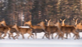 Замедленное движение: 3 оленя женщин благородных стоят недвижными среди идущего табуна на заднем плане леса зимы и смотрят Clos стоковые изображения Замедленное движение: 3 оленя женщин благородных стоят недвижными среди идущего табуна на заднем плане леса зимы и смотрят Clos стоковые изображения