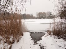 Замороженные деревья снега зимы поверхности озера reeds вода стоковое изображение Замороженные деревья снега зимы поверхности озера reeds вода стоковое изображение