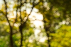 Запачканный парк с предпосылкой света bokeh, природой на саде с стоковые изображения Запачканный парк с предпосылкой света bokeh, природой на саде с стоковые изображения