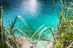 Заплыв рыб в ясной воде бирюзы на береге озера Plitvice, национальный парк, Хорватия стоковое фото rf Заплыв рыб в ясной воде бирюзы на береге озера Plitvice, национальный парк, Хорватия стоковое фото rf