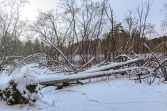 Запруда бобра в лесе зимы стоковое фото Запруда бобра в лесе зимы стоковое фото