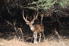 Запятнанные олени представляя для фотоснимка стоковая фотография Запятнанные олени представляя для фотоснимка стоковая фотография