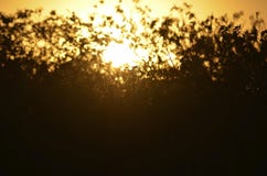 Заход солнца лета выходит сквозь отверстие кусты и трава стоковые фотографии rf Заход солнца лета выходит сквозь отверстие кусты и трава стоковые фотографии rf