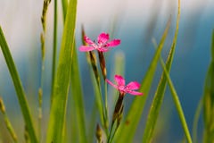 Зацветающ в гвоздиках луга Wildflowers зеленой травы, гвоздика стоковое изображение Зацветающ в гвоздиках луга Wildflowers зеленой травы, гвоздика стоковое изображение