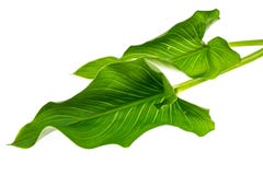 Зацветая белый calla с зеленым цветом выходит на светлую предпосылку стоковые фотографии rf Зацветая белый calla с зеленым цветом выходит на светлую предпосылку стоковые фотографии rf