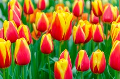 Зацветая красно-желтые тюльпаны в Keukenhof садовничают в Нидерландах, Европе Стоковые Изображения Зацветая красно-желтые тюльпаны в Keukenhof садовничают в Нидерландах, Европе Стоковые Изображения