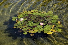 Зацветая лилия воды в пруде стоковое фото Зацветая лилия воды в пруде стоковое фото