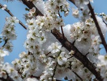 Зацветая слива вишни упала под снежности Крупный план белых цветков сливы вишни покрытой со снегом против голубого sk стоковые изображения rf Зацветая слива вишни упала под снежности Крупный план белых цветков сливы вишни покрытой со снегом против голубого sk стоковые изображения rf