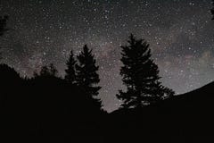 Звездное небо с деревьями стоковые фото Звездное небо с деревьями стоковые фото