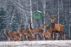 Звероловство оленей в зимнем времени Группа в составе благородный Cervus Elaphus оленей, приведенная рогачом, против фона башни и стоковая фотография Звероловство оленей в зимнем времени Группа в составе благородный Cervus Elaphus оленей, приведенная рогачом, против фона башни и стоковая фотография